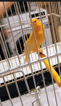 Predám samičku kanarika z vonkajšej voliery ihneď do chovu.