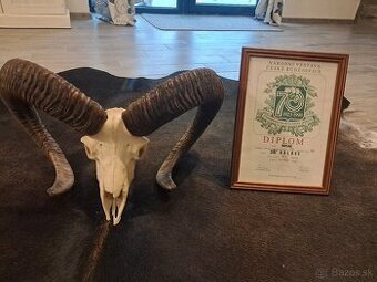 Trofeje, trofej, parozie, parohy