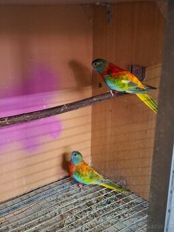 Neoféma modrohlavá