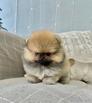 Pomeranian mini