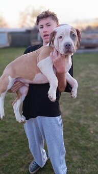 Šteniatka American Bully XL - 1
