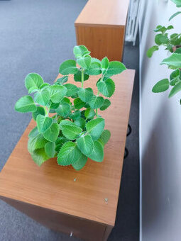 Nádchovník rímovník muchovník