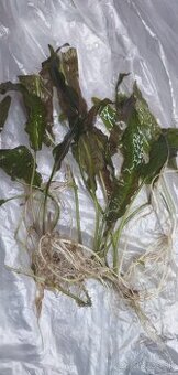 Vymením cryptocorine