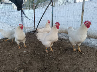 Amrox,Orgpington,Brahman,Plymut, Hampsier