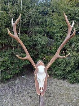 Trofej paroh Parohy Parožie zhody jeleň.