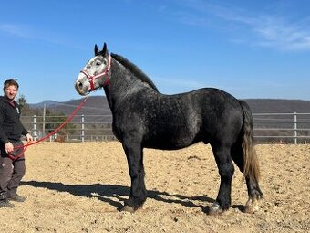 Valach na predaj - percheron