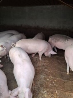 Dobry deň mame na predaj osipane