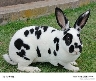 Rex dalmatin strakač čierny