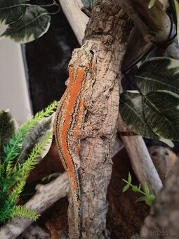 Rhacodactylus auriculatus