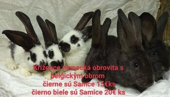 Izbový, sallander, belgický, nemecký obor