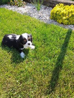 Cavalier