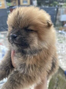 Pomerian