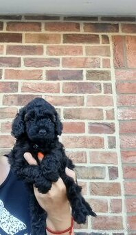 Maltipoo cavapoo Cockapoo