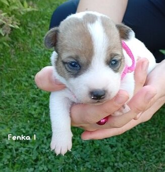 Jack Russel teriér