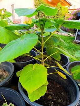 Paulownia Tomentosa - 3 ročná