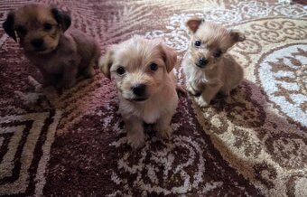 jorkšírský teriér