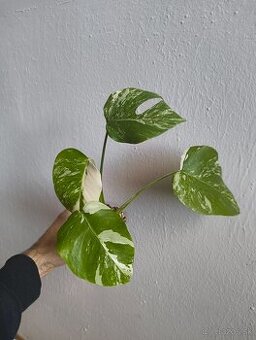 Monstera Deliciosa var.