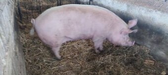 Predám prasnicu po prvých prasiatkach