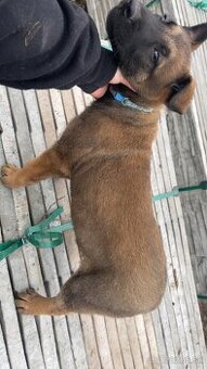 Belgicky ovciak X nemecky ovciak - 1