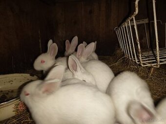 Mladé zdravé zajace na ďalší chov akcia 6€/ks