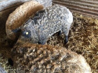 Jatočné ošípané