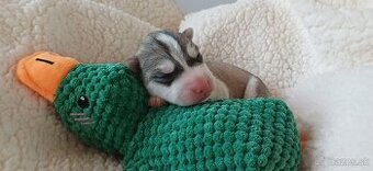 Sibiřský husky s pp