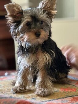 Yorkshire Terrier - 1
