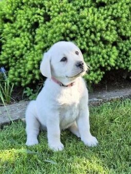Labrador s PP