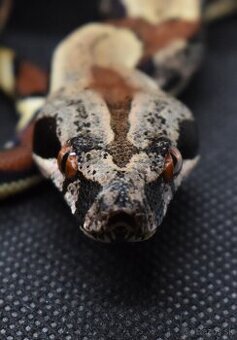 IMG Boa Constrictor