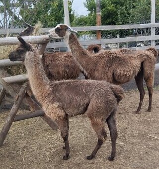 Lama krotka