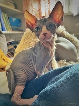 Sphynx