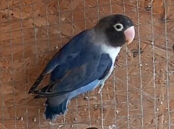 Agapornis škraboškový samica