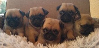Mops s PP