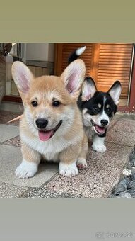 Welsh Corgi Pembroke s PP