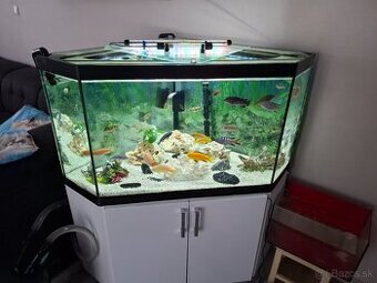 Akvario 300l