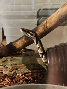 Python Regius - Pytón kráľovský - Ball Python