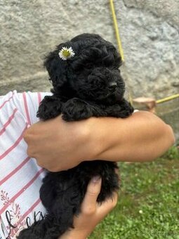 Pudlik,pudel