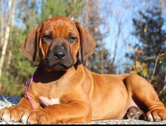 Rhodézsky ridgeback