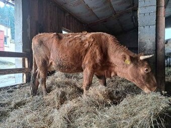 Predam telnu jalovicu