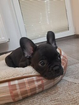 Francuzsky buldoček