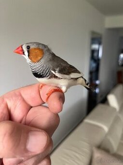 Zebrička austrálska