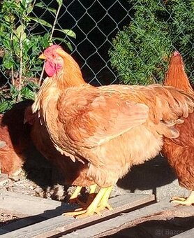 Kohút Oravka žltohneda