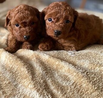 Pudel Toy - psikovia red bez pp