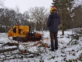 Rez a výrub stromov, arboristika