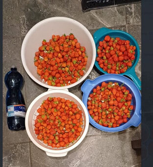 Sadenice Jahôd- Trebišov a okolie