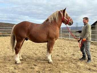 Predám žrebca - ťažný kôň na predaj