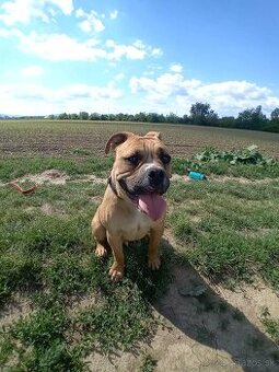 Kontinentálny buldog