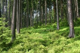 Les, lesný pozemok