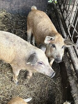 Odstavčatá - mangalica