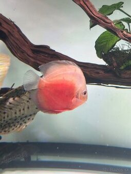 Discus, diskus